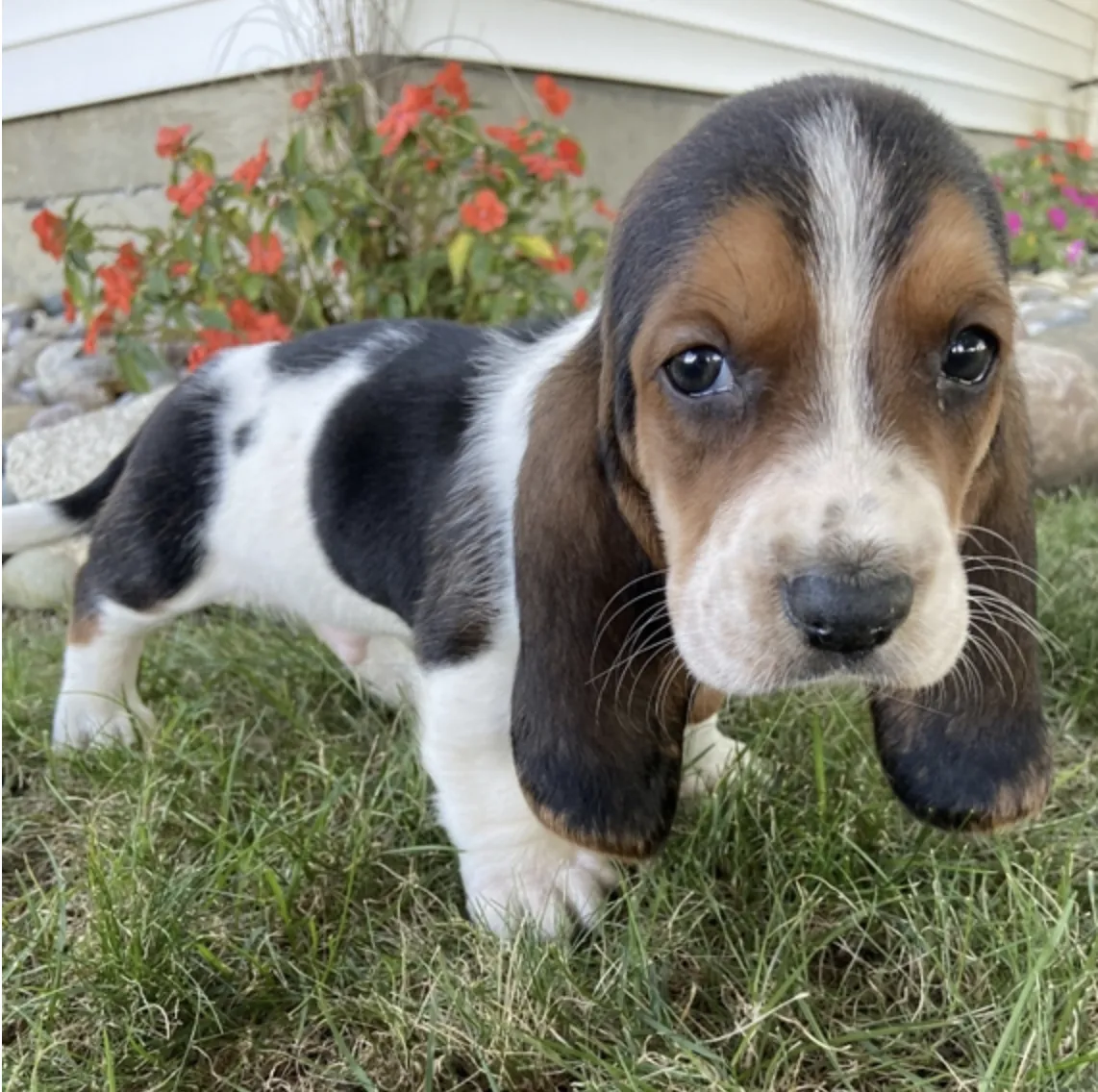 Basset Hound
