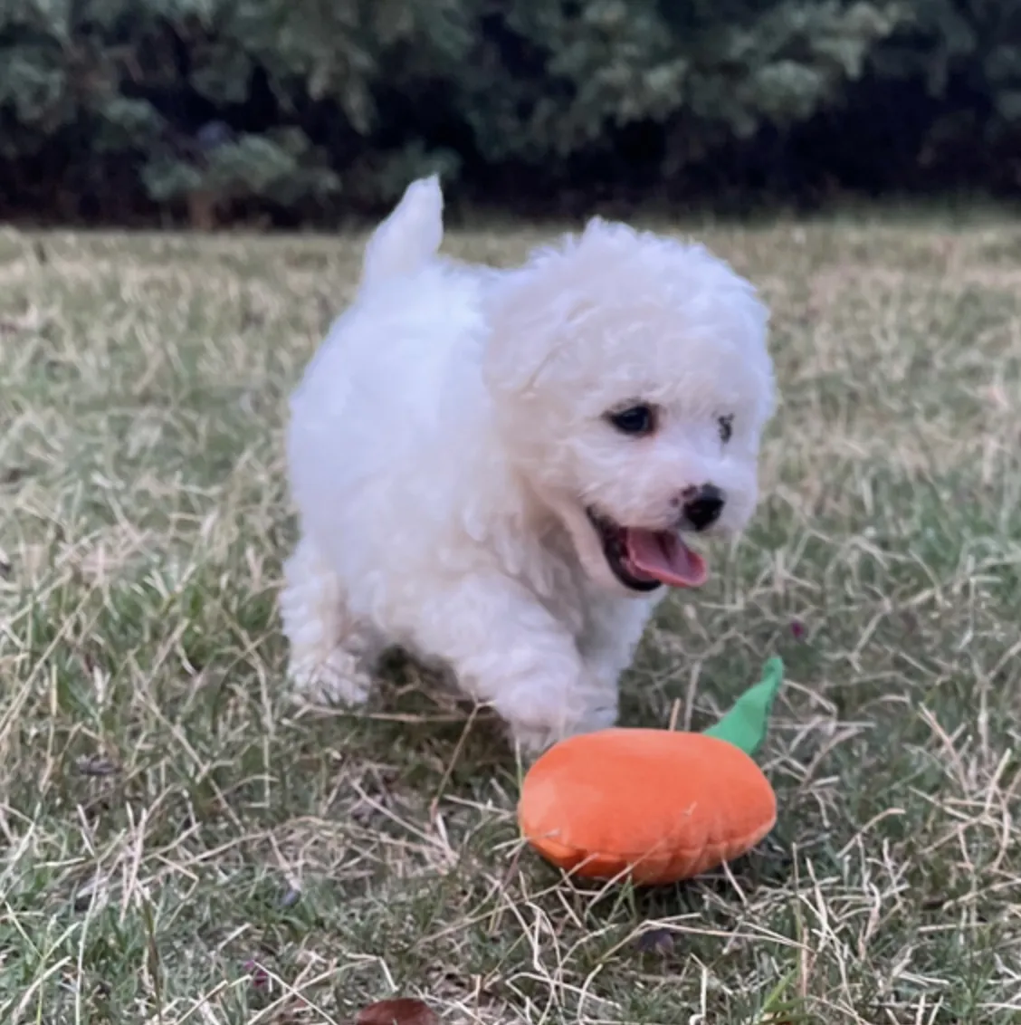 Bichon Frisé
