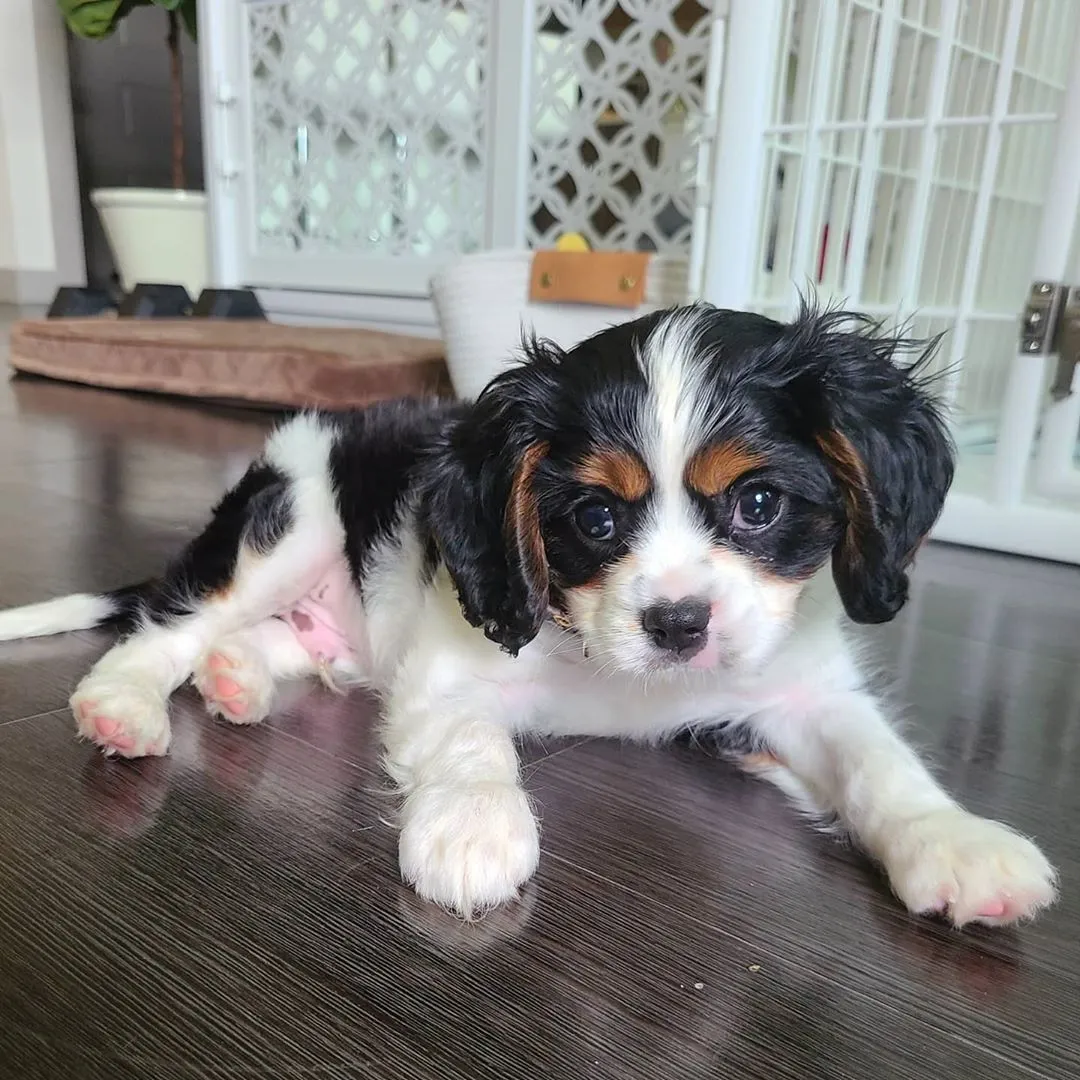 Cavalier King Charles