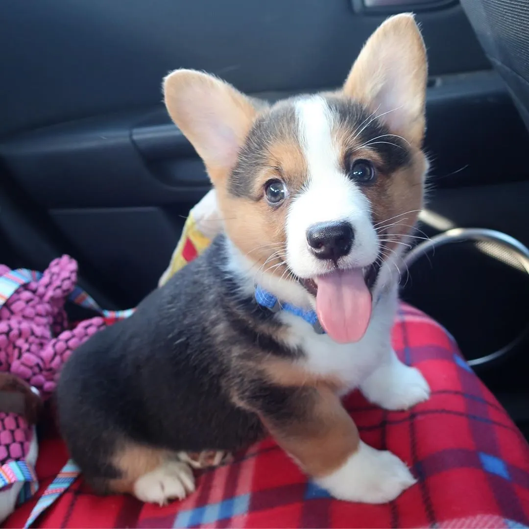 Corgi