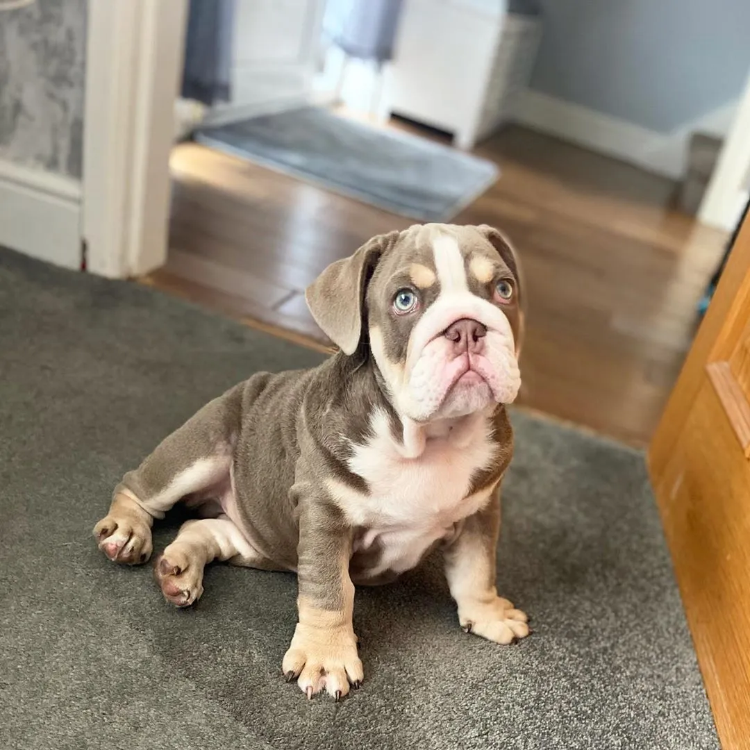 Englische Bulldogge