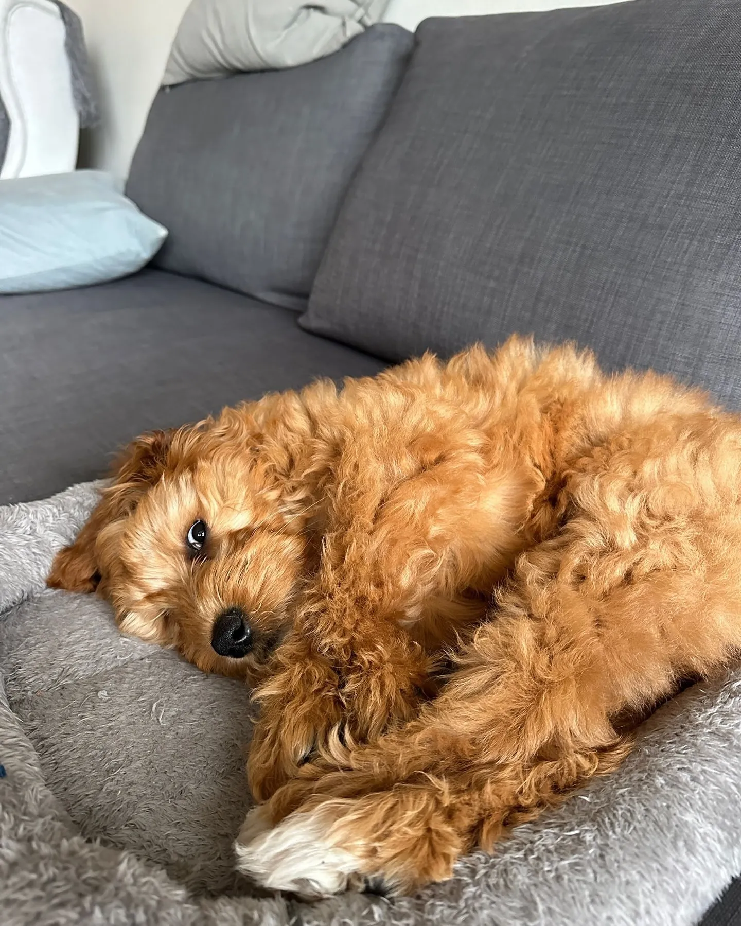 Golden Doodle
