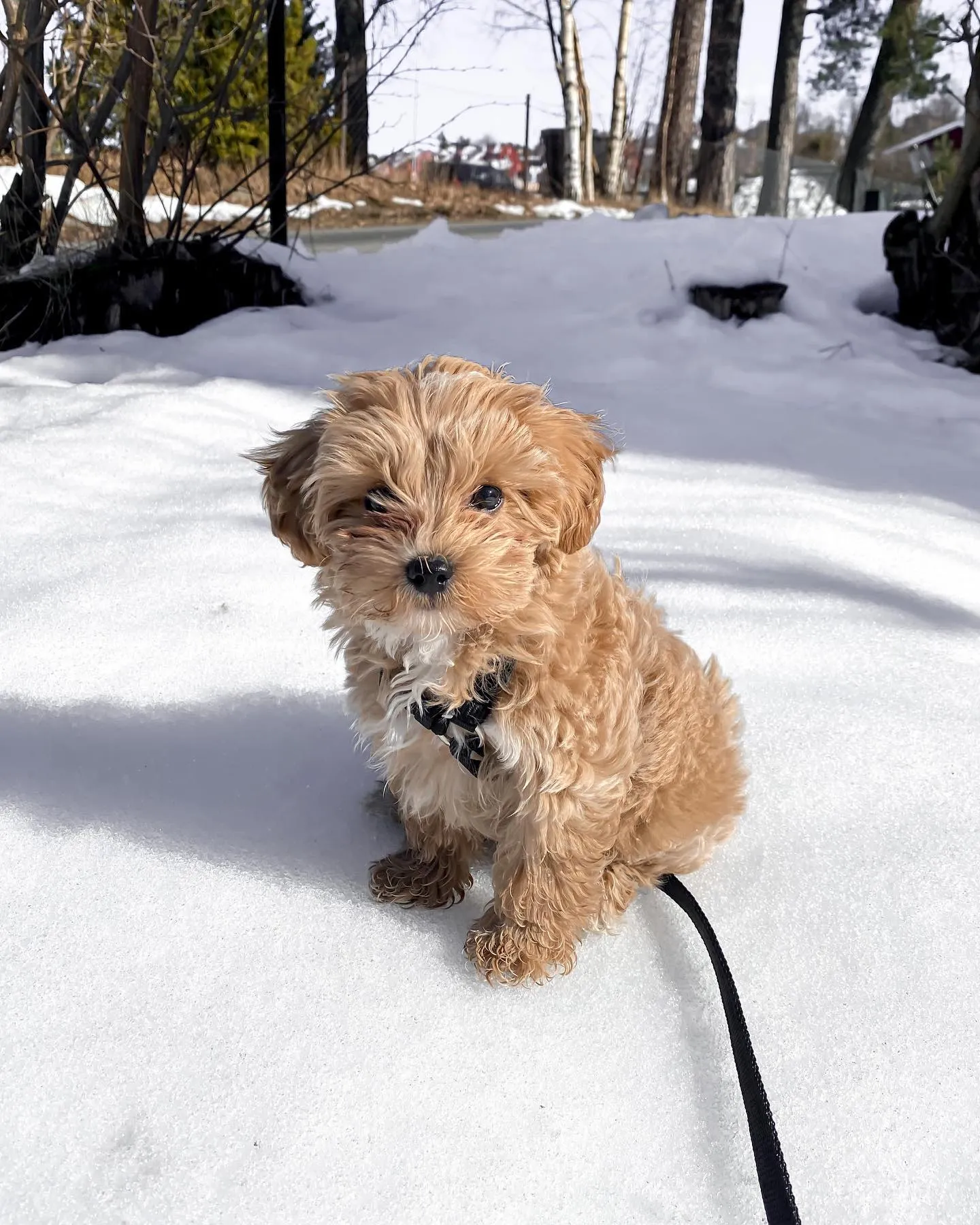 Entzückender Maltipoo Welpe