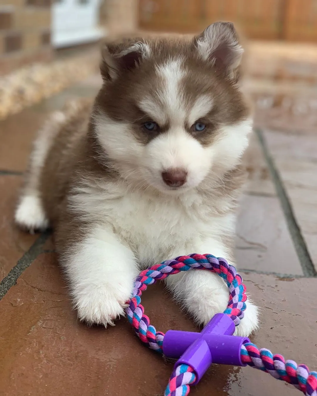 Pomsky